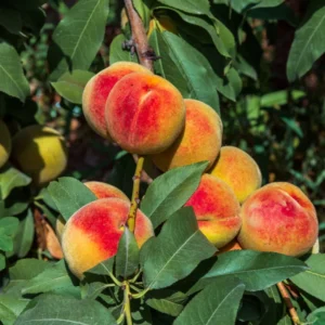 Lady Peach Tree Live Plant, 8 to 14 Inc in Height, Sweet Peach Tree for Planting, Live Peach Tree