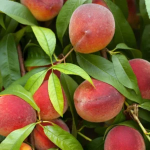 Peach Tree Live Plant, Sweet Lady Peach Tree for Planting, Live Peach Tree, 8 to 14 Inc in Height