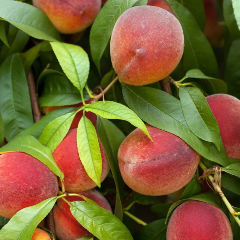 Peach Tree Live Plant, Sweet Lady Peach Tree for Planting, Live Peach Tree, 8 to 14 Inc in Height