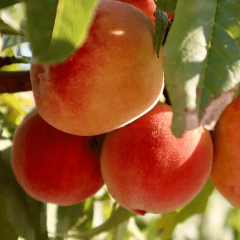 Peach Tree Live Plant, Sweet Lady Peach Tree for Planting, Live Peach Tree, 8 to 14 Inc in Height