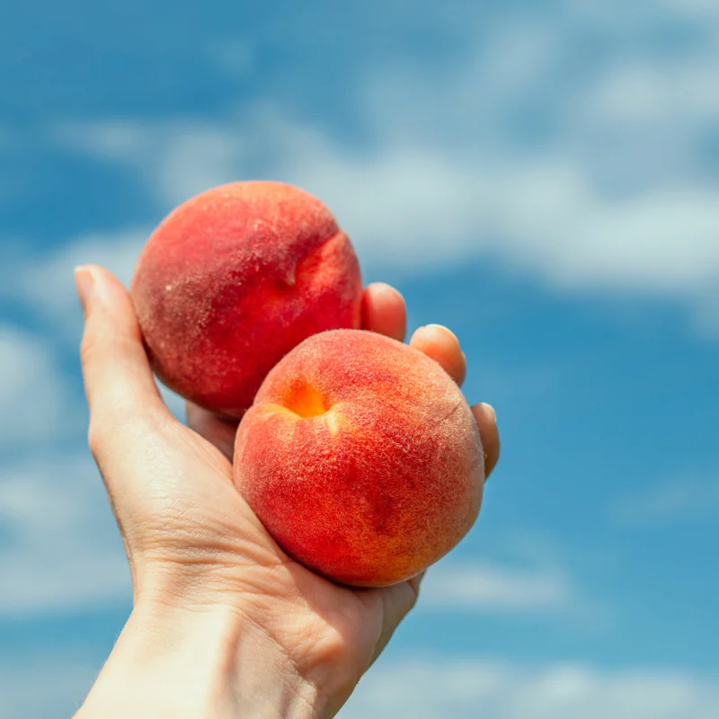 Peach Tree Live Plant, Sweet Lady Peach Tree for Planting, Live Peach Tree, 8 to 14 Inc in Height