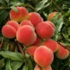 Sweet Peach Tree for Planting, Live Peach Tree, Lady Peach Tree Live Plant, 8 to 14 Inc in Tall