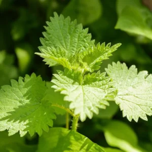 Stinging Nettle Plant Live, Common Nettle Plant, Herb Plant Stinging Nettle, 8 to 14 Inc Tall