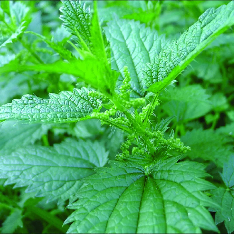 Stinging Nettle Plant Live, Common Nettle Plant, Herb Plant Stinging Nettle, 8 to 14 Inc Tall