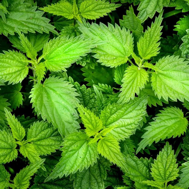 2 Stinging Nettle Plants Live, Common Nettle Plants, Herb Plant Stinging Nettle, 8 to 14 Inc Tall
