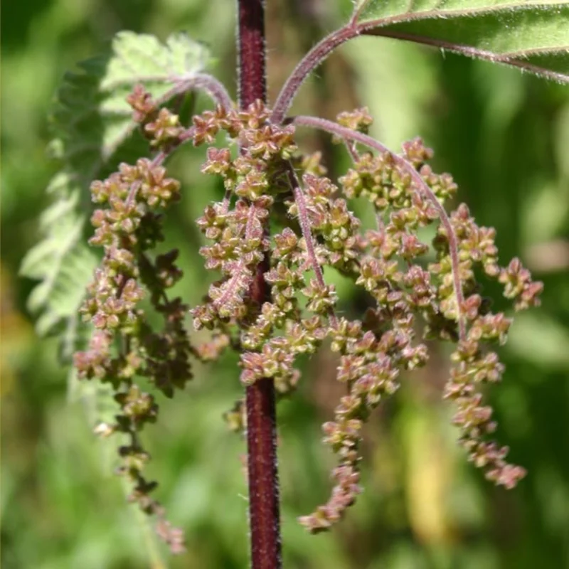 2 Stinging Nettle Plants Live, Common Nettle Plants, Herb Plant Stinging Nettle, 8 to 14 Inc Tall
