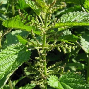 2 Stinging Nettle Plants Live, Common Nettle Plants, Herb Plant Stinging Nettle, 8 to 14 Inc Tall