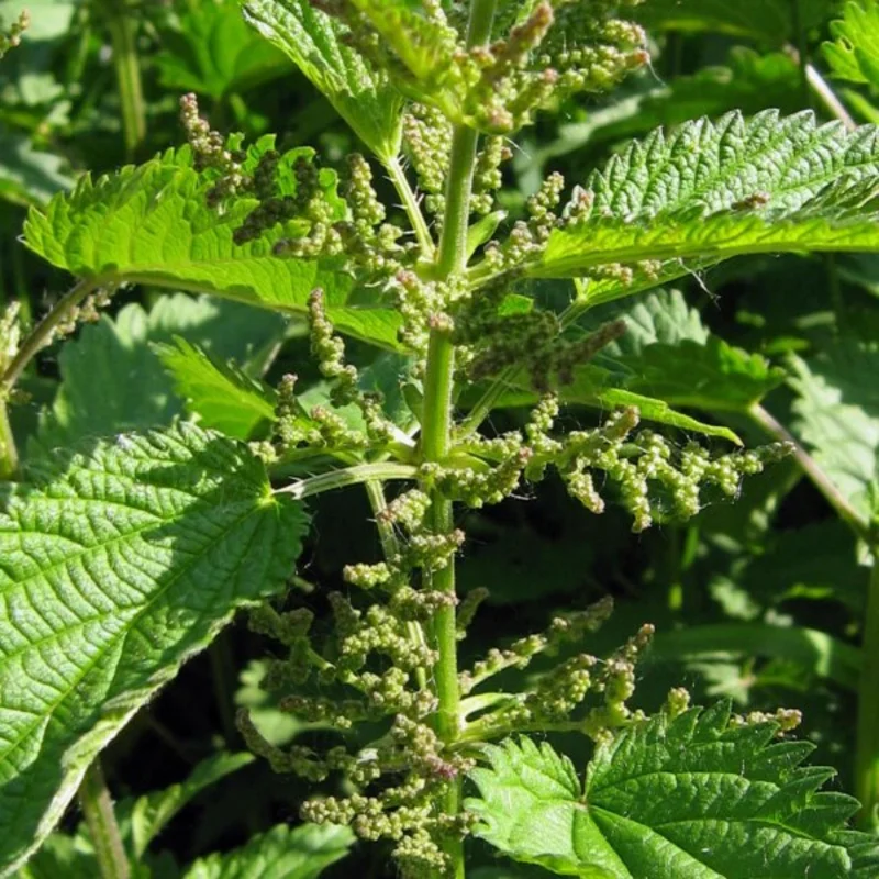 2 Stinging Nettle Plants Live, Common Nettle Plants, Herb Plant Stinging Nettle, 8 to 14 Inc Tall