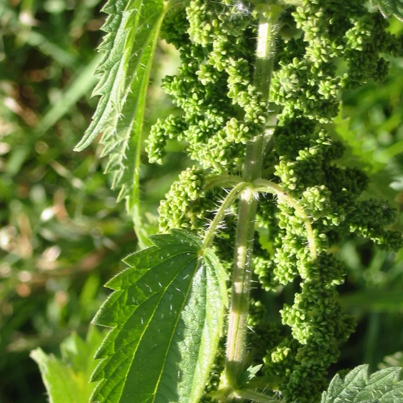 2 Stinging Nettle Plants Live, Common Nettle Plants, Herb Plant Stinging Nettle, 8 to 14 Inc Tall