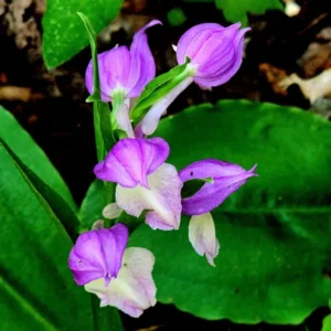 2 Lady Slipper Orchid Plant Live Bud Roots, Live Orchid Plants Bud for Planting, Rare Orchids Plant