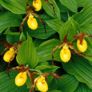 2 Lady Slipper Orchid Plant Live Bud Roots, Live Orchid Plants Bud for Planting, Rare Orchids Plant