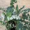 Eucalyptus Tree Live Plant, 1-2 Feet Tall, Fragrant Evergreen Tree for Planting in 6 Inc Pot