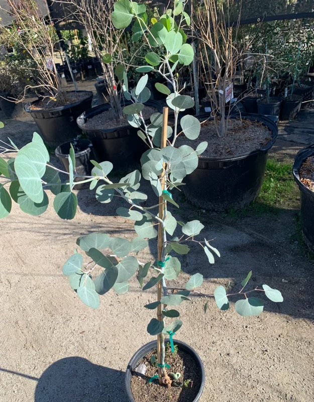 Eucalyptus Silver Dollar Gum Tree Eucalyptus Tree Live Plant, 1-2 Feet Tall, Fragrant Evergreen Tree for Planting