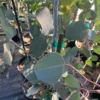 Eucalyptus Silver Dollar Gum Tree Eucalyptus Tree Live Plant, 1-2 Feet Tall, Fragrant Evergreen Tree for Planting