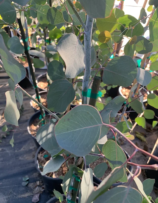 Eucalyptus Silver Dollar Gum Tree Eucalyptus Tree Live Plant, 1-2 Feet Tall, Fragrant Evergreen Tree for Planting