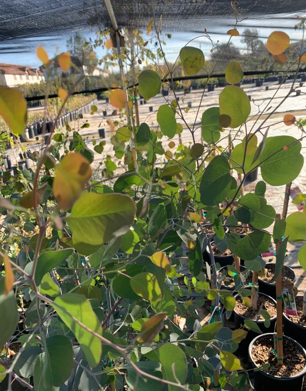 Eucalyptus Silver Dollar Gum Tree Eucalyptus Tree Live Plant, 1-2 Feet Tall, Fragrant Evergreen Tree for Planting