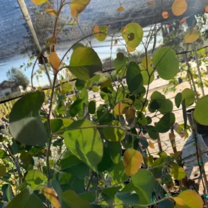 Eucalyptus Silver Dollar Gum Tree Eucalyptus Tree Live Plant, 1-2 Feet Tall, Fragrant Evergreen Tree for Planting