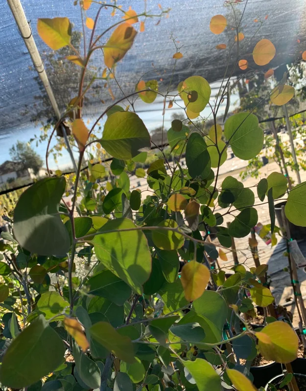 Eucalyptus Silver Dollar Gum Tree Eucalyptus Tree Live Plant, 1-2 Feet Tall, Fragrant Evergreen Tree for Planting