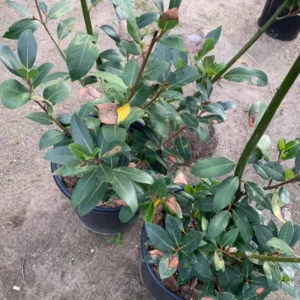 Bay Leaf Plant Live, 1-2 Feet Tall, Well-Rooted Sweet Bay Laurel Laurus Nobilis, Zones 8-11