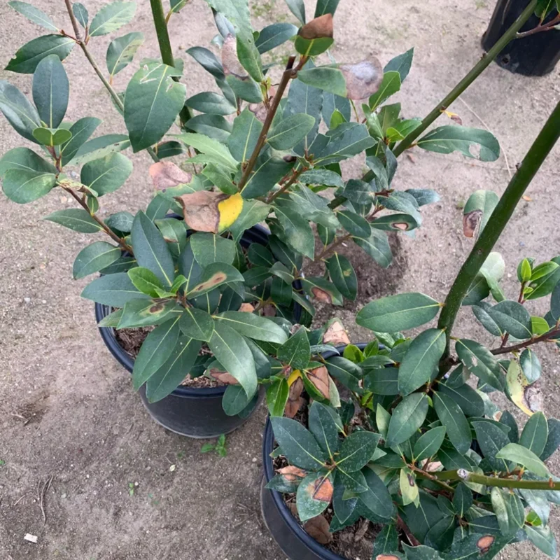 Bay Leaf Plant Live, 1-2 Feet Tall, Well-Rooted Sweet Bay Laurel Laurus Nobilis, Zones 8-11