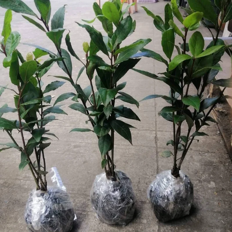 Bay Leaf Tree Live Plant, Laurus Nobilis, 1-2 Feet Tall in 6 Inc Pot, Zone 8-11