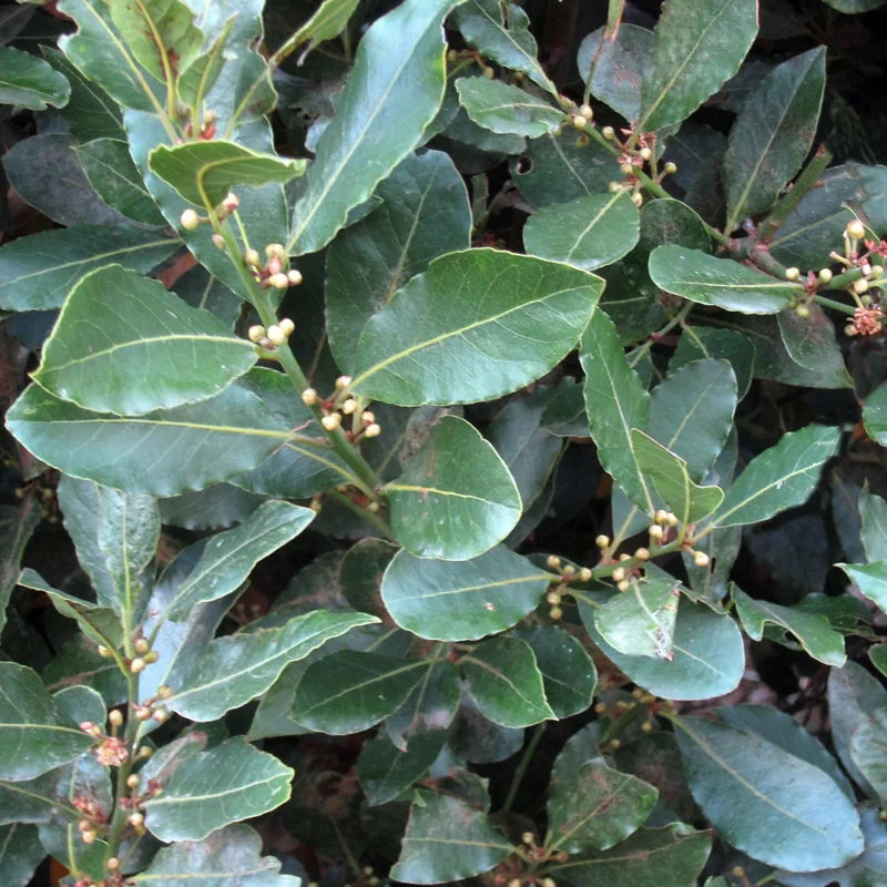 Bay Leaf Tree Live Plant, Laurus Nobilis, 1-2 Feet Tall in 6 Inc Pot, Zone 8-11