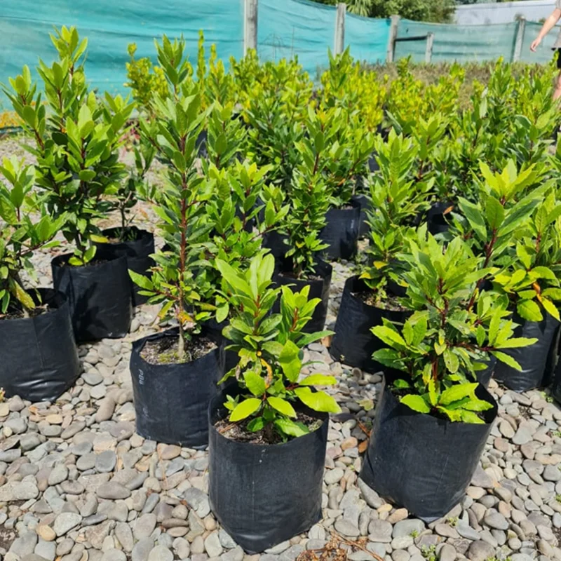 Bay Leaf Tree Live Plant, Laurus Nobilis, 1-2 Feet Tall in 6 Inc Pot, Zone 8-11