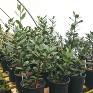 Bay Laurel Tree Live Plant, 12-24 Inches, Bay Leaf Herb for Garden or Patio, Full Sun/Partial Shade, Zones 8-11