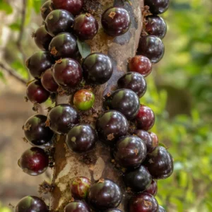 Jaboticaba Tree Live Plant, 1-2 Feet Tall, Brazilian Grape Tree for Planting, Black Jaboticaba Tree , Zones 9-11