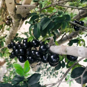 Jaboticaba Tree Live Plant, 1-2 Feet Tall, Brazilian Grape Tree for Planting, Black Jaboticaba Tree , Zones 9-11