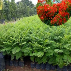 Royal Poinciana Tree Live, Red Flamboyant Tree, Delonix Regia, Bright Red Flowers, Ornamental Shade Tree for Full Sun, 1-2 Ft Tall