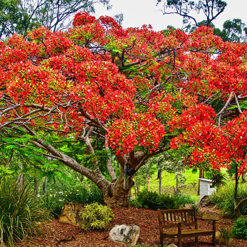 Royal Poinciana Tree Live, Red Flamboyant Tree, Delonix Regia, Bright Red Flowers, Ornamental Shade Tree for Full Sun, 1-2 Ft Tall