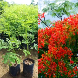 Royal Poinciana Tree Live, Red Flamboyant Tree, Delonix Regia, Bright Red Flowers, Ornamental Shade Tree for Full Sun, 1-2 Ft Tall