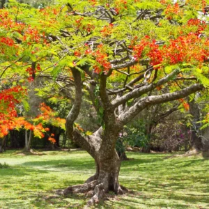 Delonix Regia Live Plant, Flamboyant Flame Tree, 1-2 Feet Tall, Royal Poinciana Tropical Ornamental for Sun Gardens, Zones 10-12