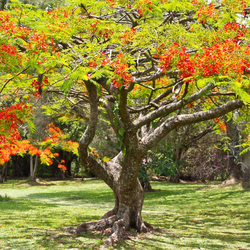 Delonix Regia Live Plant, Flamboyant Flame Tree, 1-2 Feet Tall, Royal Poinciana Tropical Ornamental for Sun Gardens, Zones 10-12