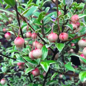 Guava Tree Live Plant, 1-2 Feet Tall, Fruit-Bearing Guava Tree for Planting, Tropical Fruit Tree for Full Sun, Zones 9-11.