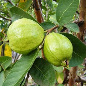 Guava Tree Live Plant, 1-2 Feet Tall, Fruit-Bearing Guava Tree for Planting, Tropical Fruit Tree for Full Sun, Zones 9-11.