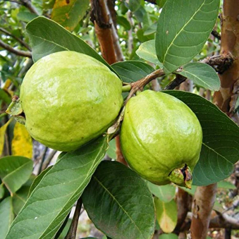 Guava Tree Live Plant, 1-2 Feet Tall, Fruit-Bearing Guava Tree for Planting, Tropical Fruit Tree for Full Sun, Zones 9-11.