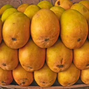 Grafted Mango Tree Live Plant, 1-2 Feet Tall, Fast-Fruiting Mango Tree for Outdoor Planting, Tropical Fruit Tree, Zones 9-11