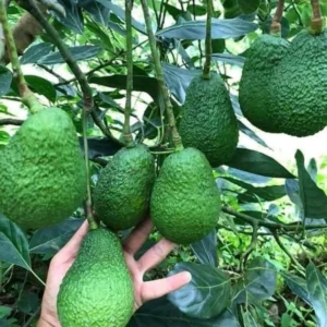 Live Grafted Avocado Tree Live Plant, 1-2 Feet Tall, Fruit-Bearing Avocado Tree for Outdoor Growing, Tropical Tree, Zones 9-11
