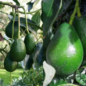 Live Grafted Avocado Tree Live Plant, 1-2 Feet Tall, Fruit-Bearing Avocado Tree for Outdoor Growing, Tropical Tree, Zones 9-11