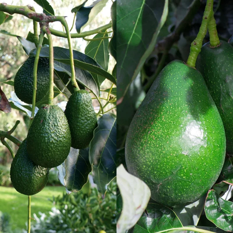 Live Grafted Avocado Tree Live Plant, 1-2 Feet Tall, Fruit-Bearing Avocado Tree for Outdoor Growing, Tropical Tree, Zones 9-11