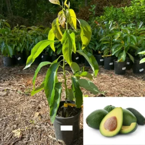 Hass Grafted Avocado Tree Live Plant, 1.5-3 Ft Tall, Avocado Tree for Outdoor Planting