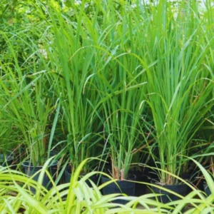 Set 10 Lemongrass Live Plants, 1 Ft Tall Lemon Grasss Clump Live in 1 Gallon Pot, Fresh Herb for Indoor and Outdoor Growing
