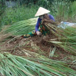 Set 10 Lemongrass Live Plants, 1 Ft Tall Lemon Grasss Clump Live in 1 Gallon Pot, Fresh Herb for Indoor and Outdoor Growing