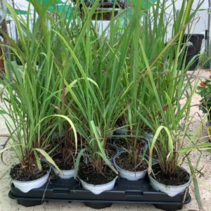 Set 10 Lemongrass Live Plants, 1 Ft Tall Lemon Grasss Clump Live in 1 Gallon Pot, Fresh Herb for Indoor and Outdoor Growing