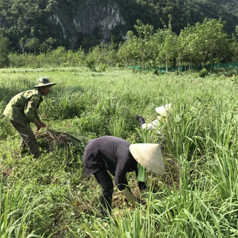 Clump 10 Lemongrass Live Plants, 1 Ft Tall in 1 Gallon Pot, Fresh Lemon Grass Herb for Indoor and Outdoor Gardens Planting