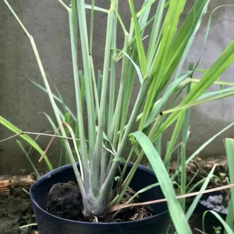 10 Lemongrass Plants Clump, Lemon Grass Live Plant Potted, 1 Ft Tall in 1 Gal Pot Lemongrass Herb Plant, 1 Ft Tall, 1 Gallon Pot, Fresh Live Plant for Home Gardens