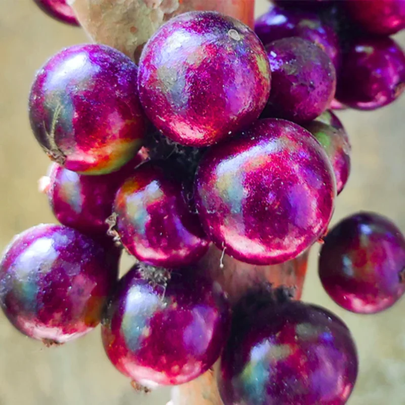 Jaboticaba Tree Grafted, 1.5-3 Ft Tall, Live Brazilian Fruit Tree, Outdoor Planting in Home Gardens