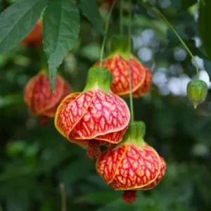 Rare Orange Abutilon Plant Live, 2-3 Feet Tall, Abutilon Flowering Live Plant In Pot